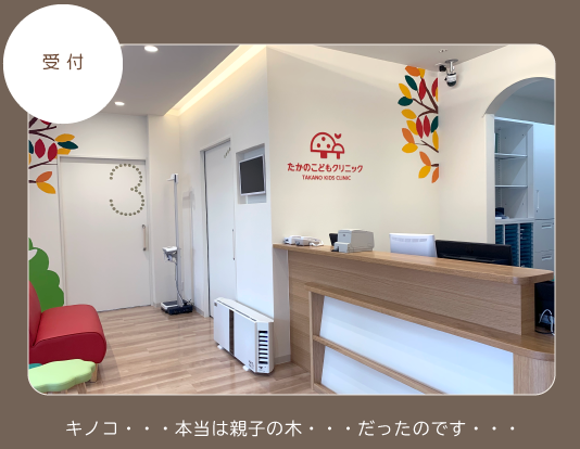 受付
キノコ・・・本当は親子の木・・だったのです